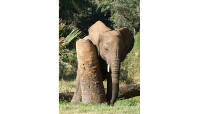 Guidés par les éléphants