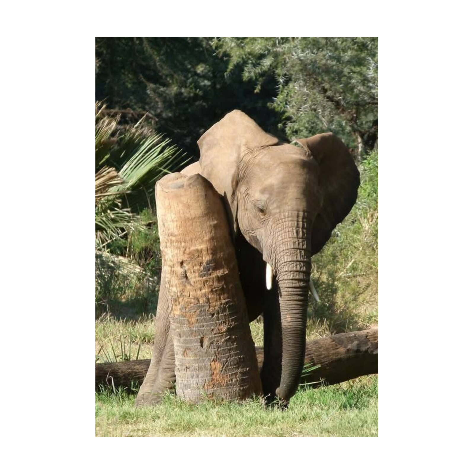 Guidés par les éléphants