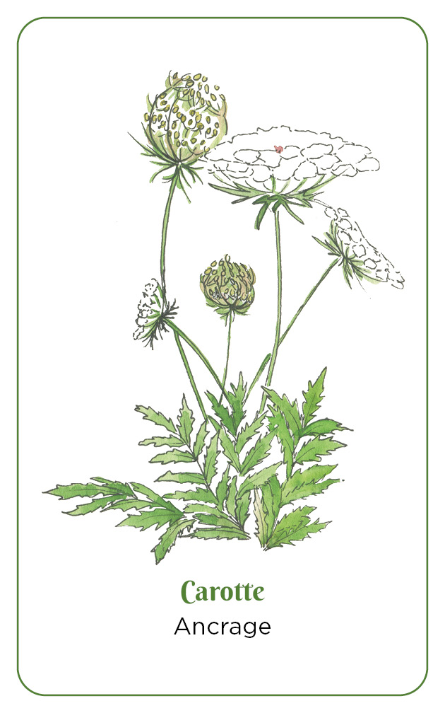 Messages des plantes sauvages