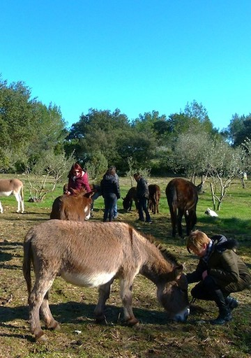 Se former à la communication animale  par  
