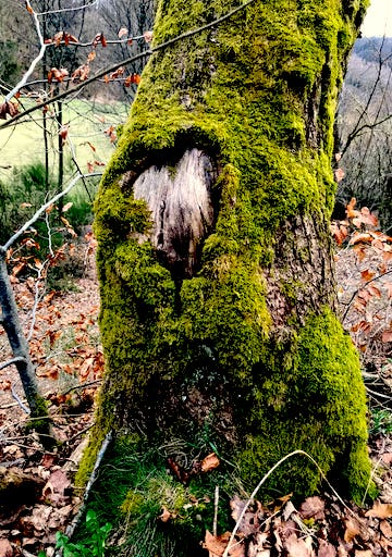 L’entreprise enracinée  par  