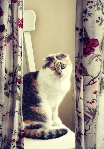 Soins énergétiques aux animaux  par  