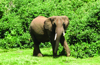 Communiquer avec le monde sauvage pour nous reconnecter à nous-mêmes 