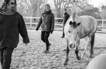 Équicoaching : la réalité augmentée par le cheval